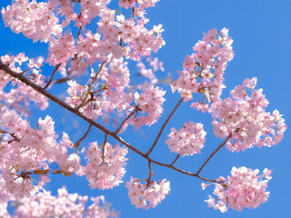 Obraz premium Japanische Kirschblüte