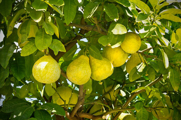 Tree with pamelo fruit. A branch with pamelo fruit close-up.