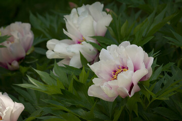 White and pink tree peonies in the garden. Close-up of a flowering peony
