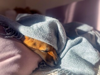 Pensive Shiba Inu with a sorrowful expression, head nestled under a blanket. The mood is reflective and contemplative. High quality close-up photo. copy space available.
