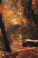 autumn in the forest