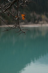 tree on the lake