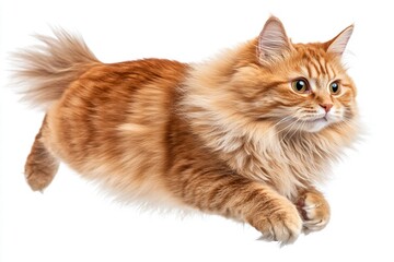 Obraz premium Red Longhair Cat in Motion