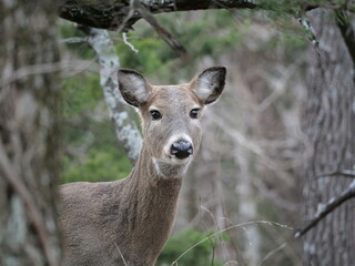 Whitetailed Deer on a Cold Midwestern Morning