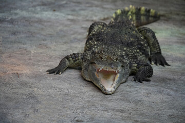 Crocodile with open mouth in close-up.