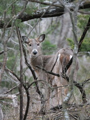 Whitetailed Deer on a Cold Midwestern Morning
