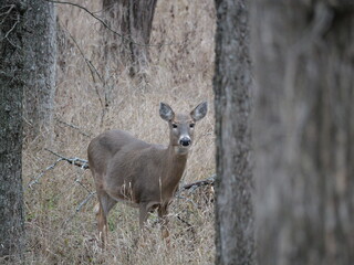 Whitetailed Deer on a Cold Midwestern Morning