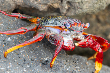 Cagrejo rojo o de roca comiendo