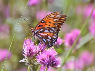 An orange Gulf Fritillary/Passion Butterfly (Agraulis vanillae) in Jacksonville, Florida pollinating a purple flower.
