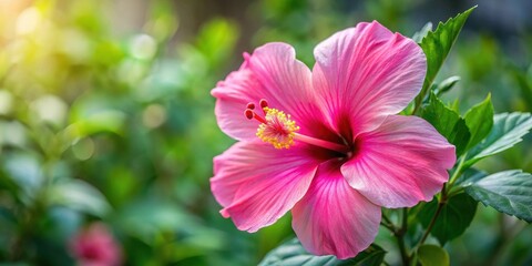 Fototapeta premium Large pink hibiscus flower in full bloom with delicate petals and center detail , plant, blooming, plant