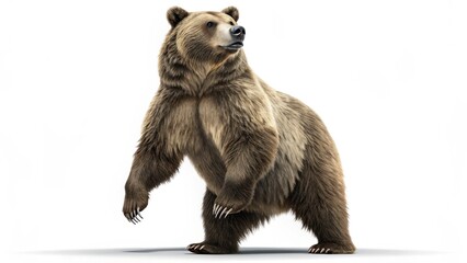 Obraz premium Grizzly Bear Standing Upright in Natural Pose on Two Hind Legs