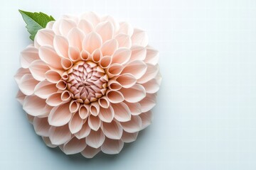 Peach Dahlia Flower Blossom with Leaf