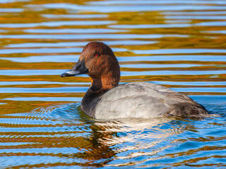 池を泳ぐホシハジロ