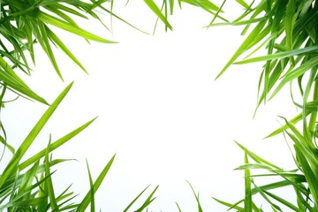 Fototapeta premium Fresh Green Grass in Vibrant Square Frame