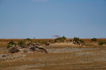 landscape at the Kusrawad desert in the Danakil depression at the Ethiopian Afar region