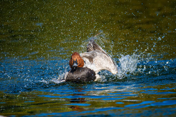 池を泳ぐホシハジロ