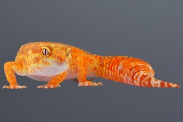leopard gecko on a rock