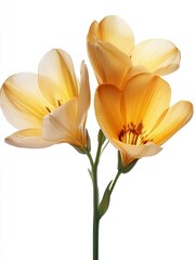 Obraz premium Three Delicate Peach Freesia Blossoms