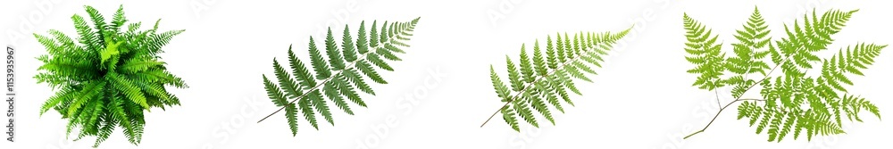 Poster isolated fern leaves on a transparent background, saved as a png file.