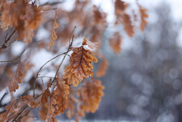Brown leaves in winter close up