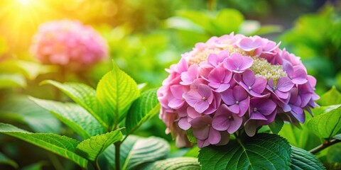 Fototapeta premium A delicate hortensia flower in full bloom surrounded by lush green foliage and vibrant colors in a serene garden setting, spring, gardens