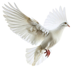Fototapeta premium PNG White dove flying bird feathered animal.