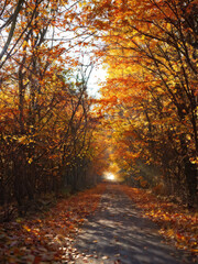 Naklejka premium A forest path covered in golden autumn leaves, with trees arching overhead in vibrant shades of orange and gold. A magical fall atmosphere. Generative AI