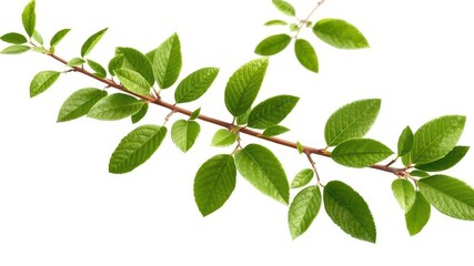 Fototapeta premium Vibrant green branch with fresh leaves isolated on white, eco, shoot, closeup