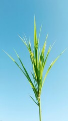 Naklejka premium Vibrant green grass tuft against a clear blue sky, sky, summer, clean