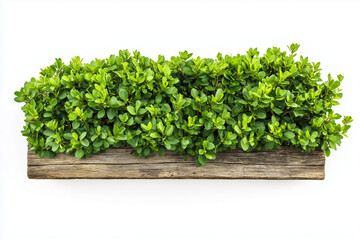 Fototapeta premium Selective focus green bush wall in garden isolated on white background, Landscape view of bush plant for decorative in backyard garden with wooden table on white.