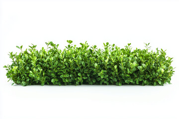 Obraz premium Selective focus green bush wall in garden isolated on white background, Landscape view of bush plant for decorative in backyard garden on white.