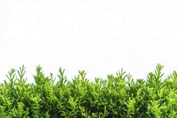Obraz premium Selective focus green bush wall in garden isolated on white background, Landscape view of bush plant for decorative in backyard garden on white.