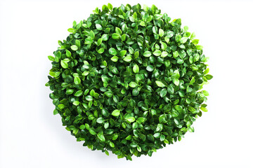 Selective focus geometry shape bush isolated on white background, Circle shape green bush in backyard garden decorative.