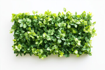 Obraz premium Selective focus geometry shape bush wall isolated on white background, Square shape green bush in backyard garden decorative.