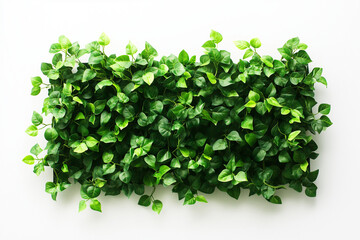 Obraz premium Selective focus geometry shape bush wall isolated on white background, Square shape green bush in backyard garden decorative.