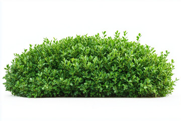 Fototapeta premium Selective focus green bush wall and ivy in garden isolated on white background, Landscape view of bush plant and wines for decorative in backyard garden on white.