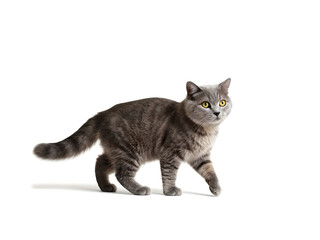 A full shot of a light gray British Shorthair cat. The cat is positioned in a dynamic stance, as if walking.