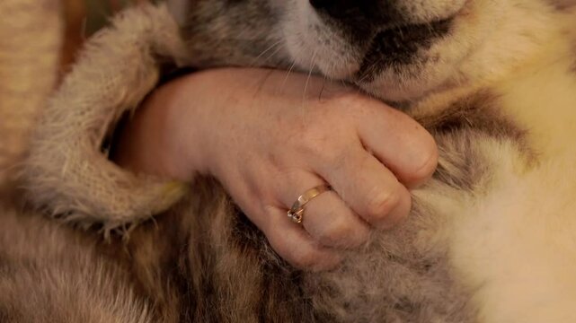 vid&eacute;o d'un chien akita se faisant c&acirc;liner par sa maitresse, avec une couverture aux couleurs de no&euml;l