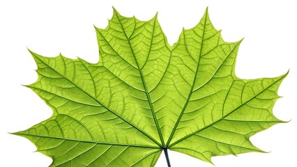 A Single Green Maple Leaf, Showcasing Its Distinctive Shape and Textured Veins, Set Against a White Background.

