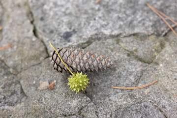 Fallen seeds from a tree