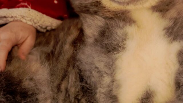 vid&radic;&copy;o d'un chien akita se faisant c&radic;&cent;liner par sa maitresse, complicit&radic;&copy; ma&radic;&AElig;tre-chien avec une couverture aux couleurs de no&radic;&acute;l
