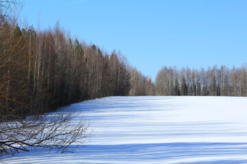 forests of northeastern Europe in early spring