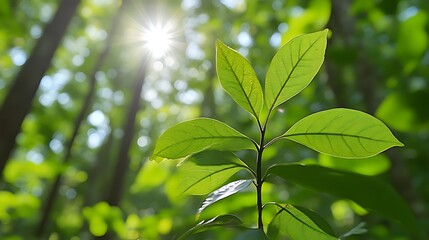 Obraz premium Sunlit green plant sprout in forest.