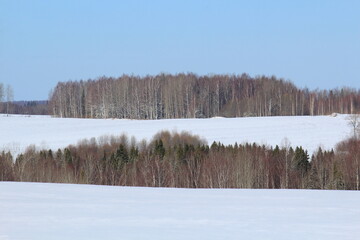 forests of northeastern Europe in early spring