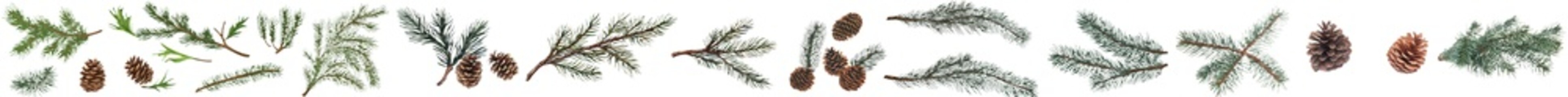 Fototapeta premium An assortment of green pine leaves and cone fruits, isolated on white.