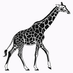 Fototapeta premium Giraffe vector silhouette black design white background