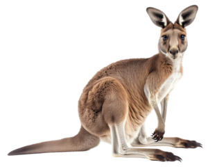 Kangaroo isolated on white background png transparent clipart.