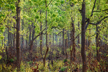 Fresh green leaves on Shorea robusta (Sal) trees in a lush forest, capturing the vibrant, glossy foliage under soft sunlight. Ideal for nature and seasonal growth themes.