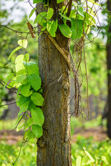 Fresh green leaves of Sal (Shorea robusta) trees in a lush forest, glistening under soft sunlight. Ideal for nature, environment, and growth themes.