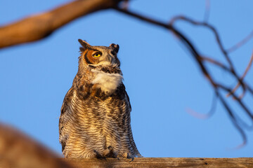 A great horned owl (Bubo virginianus) in the evening sun in southwest Florida